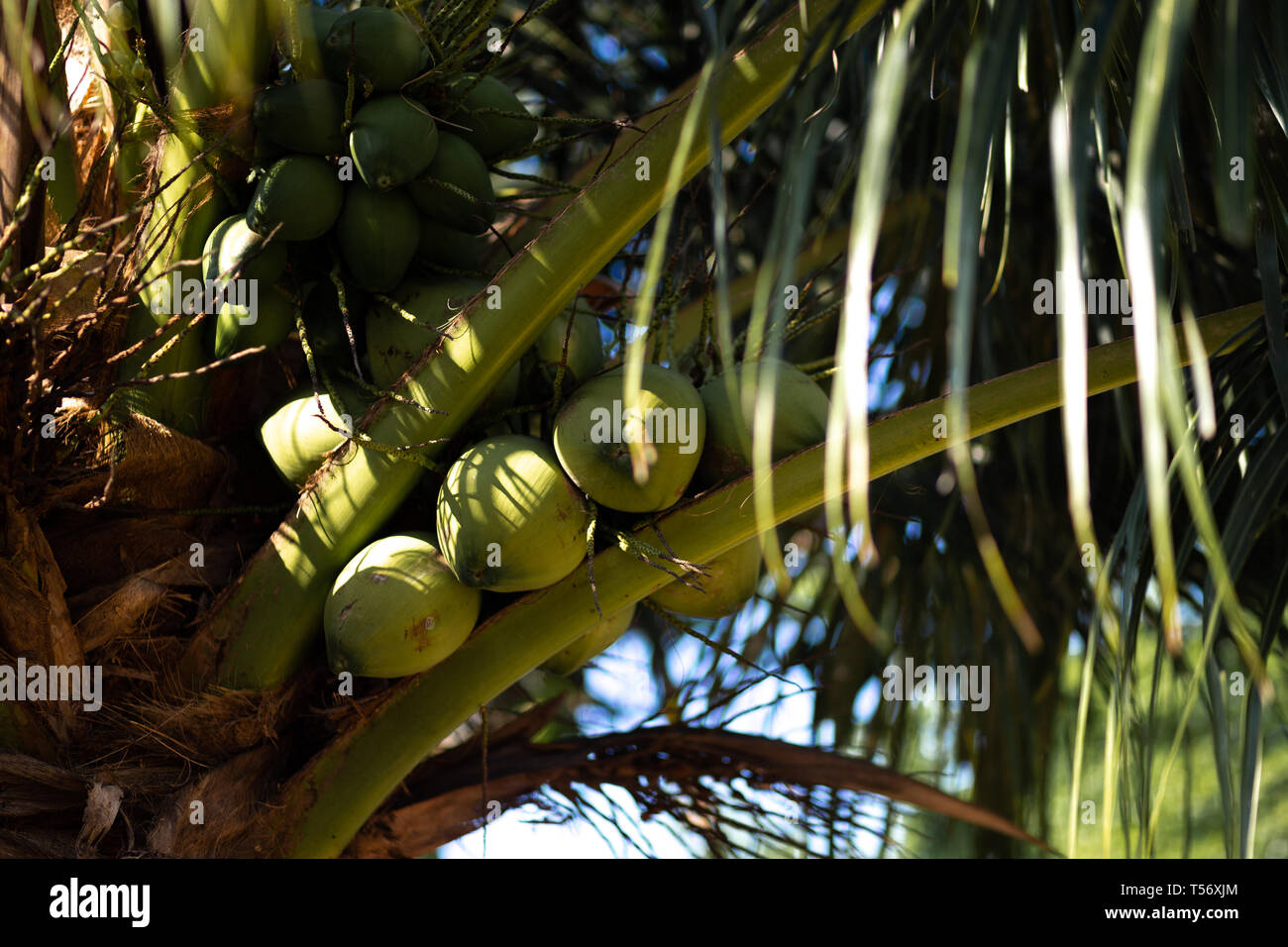 Grüne junge Kokosnüsse auf eine Kokospalme - Koh Chang, Thailand, April 2018 Stockfoto