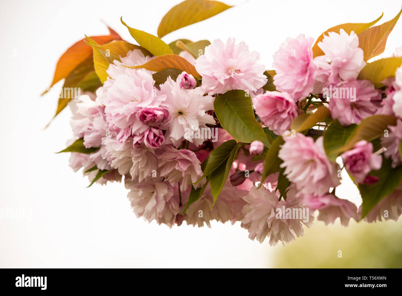 Nahaufnahme von Kirschblüte Baum oder Sakura Blume baum Blüte Herastrau Park, Rumänien. Schöne blühende Zweige Stockfoto