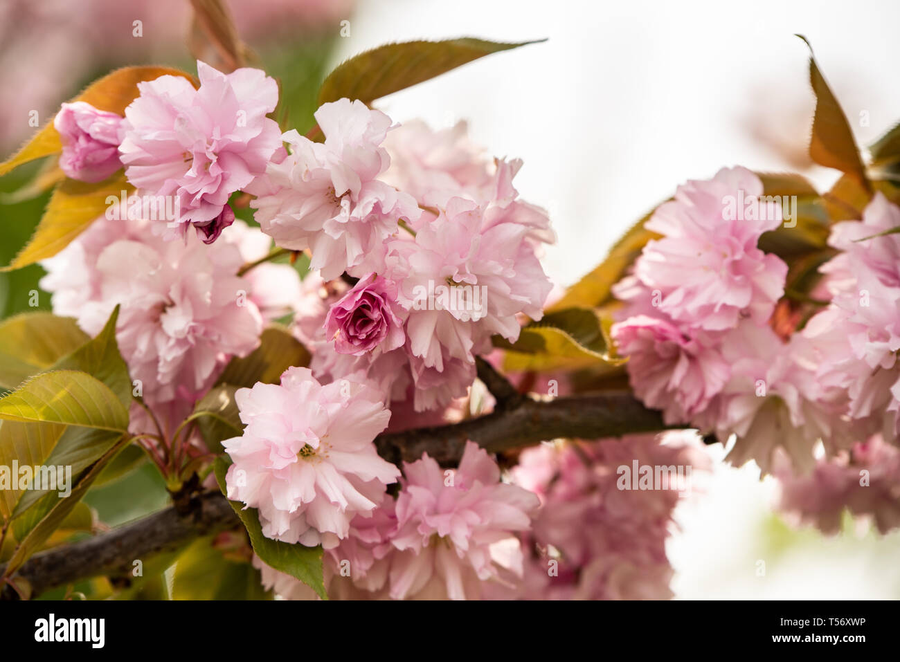 Nahaufnahme von Kirschblüte Baum oder Sakura Blume baum Blüte Herastrau Park, Rumänien. Schöne blühende Zweige Stockfoto