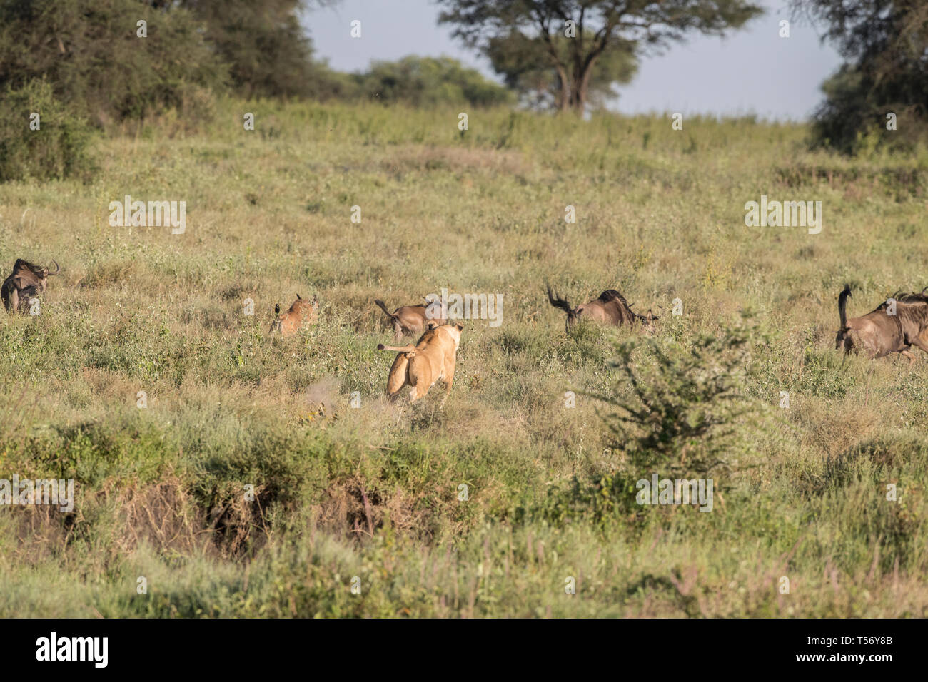 Löwin Jagd Gnus Stockfoto