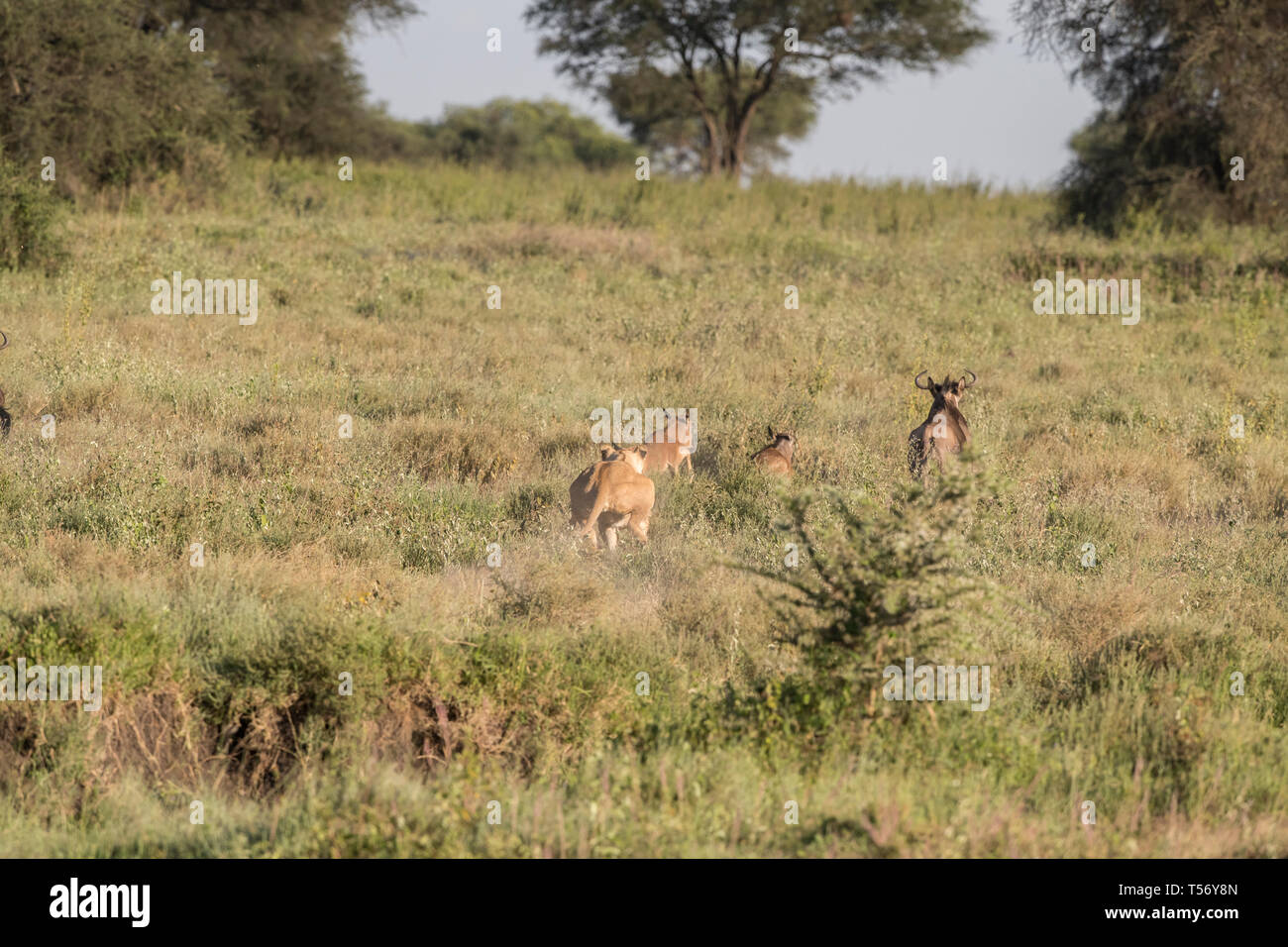 Löwin Jagd Gnus Stockfoto