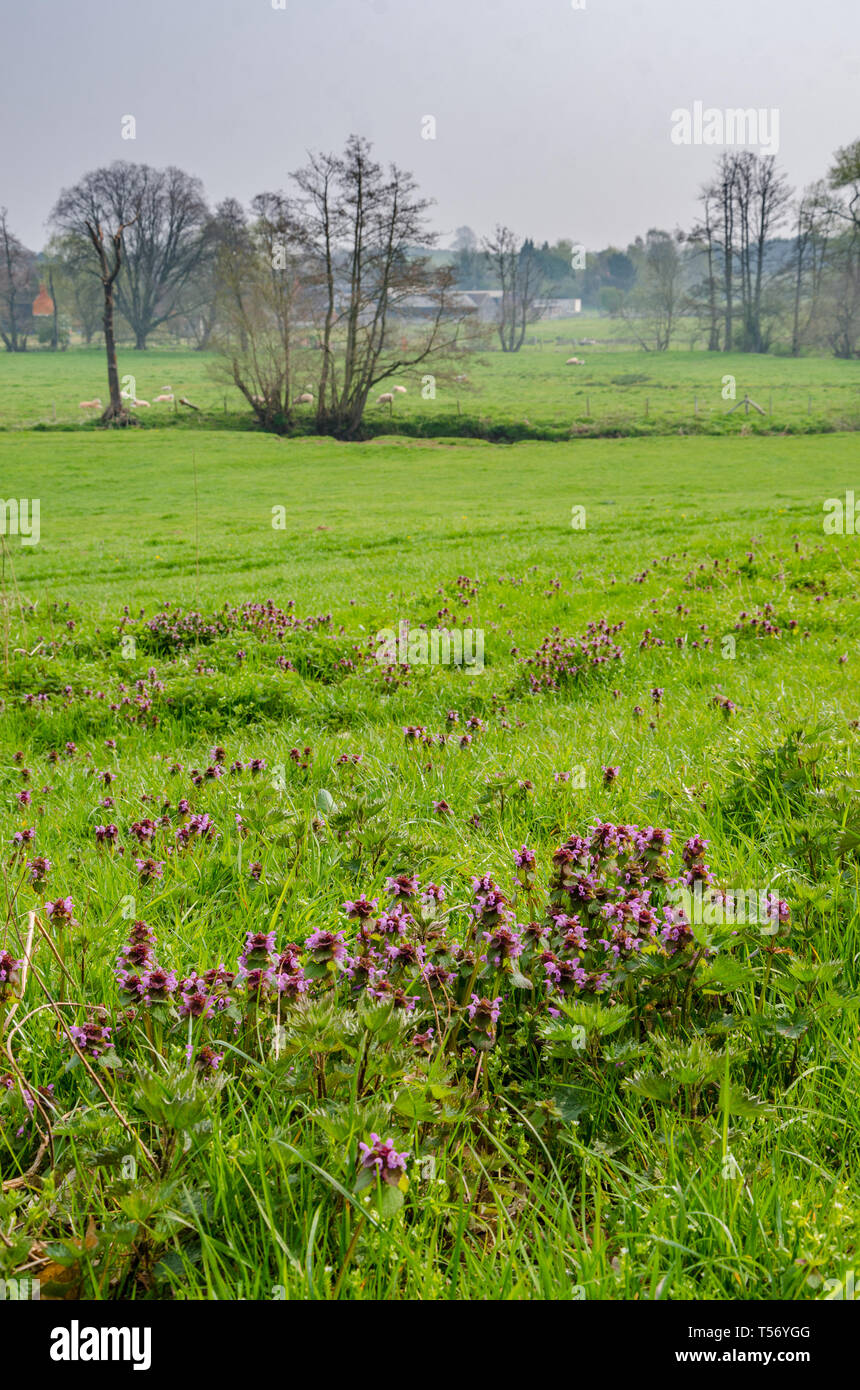 Red Dead Brennnessel wächst unter dem Gras in einem Feld im th eShropshire Landschaft in der Nähe von Shifnal, Shropshire, Großbritannien Stockfoto