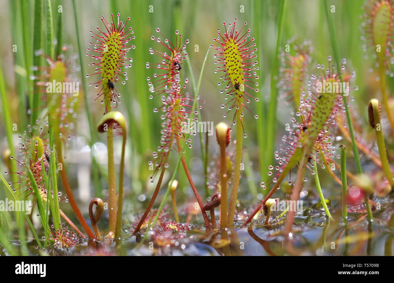 Sonnentau Drosera anglica, Englisch Stockfoto