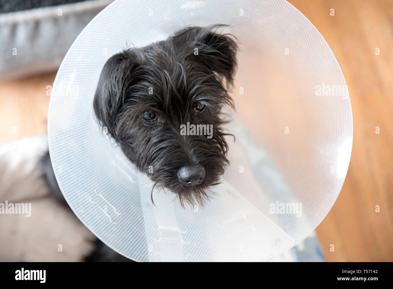 Zwergschnauzer Welpen tragen eine e-Kragen Stockfoto