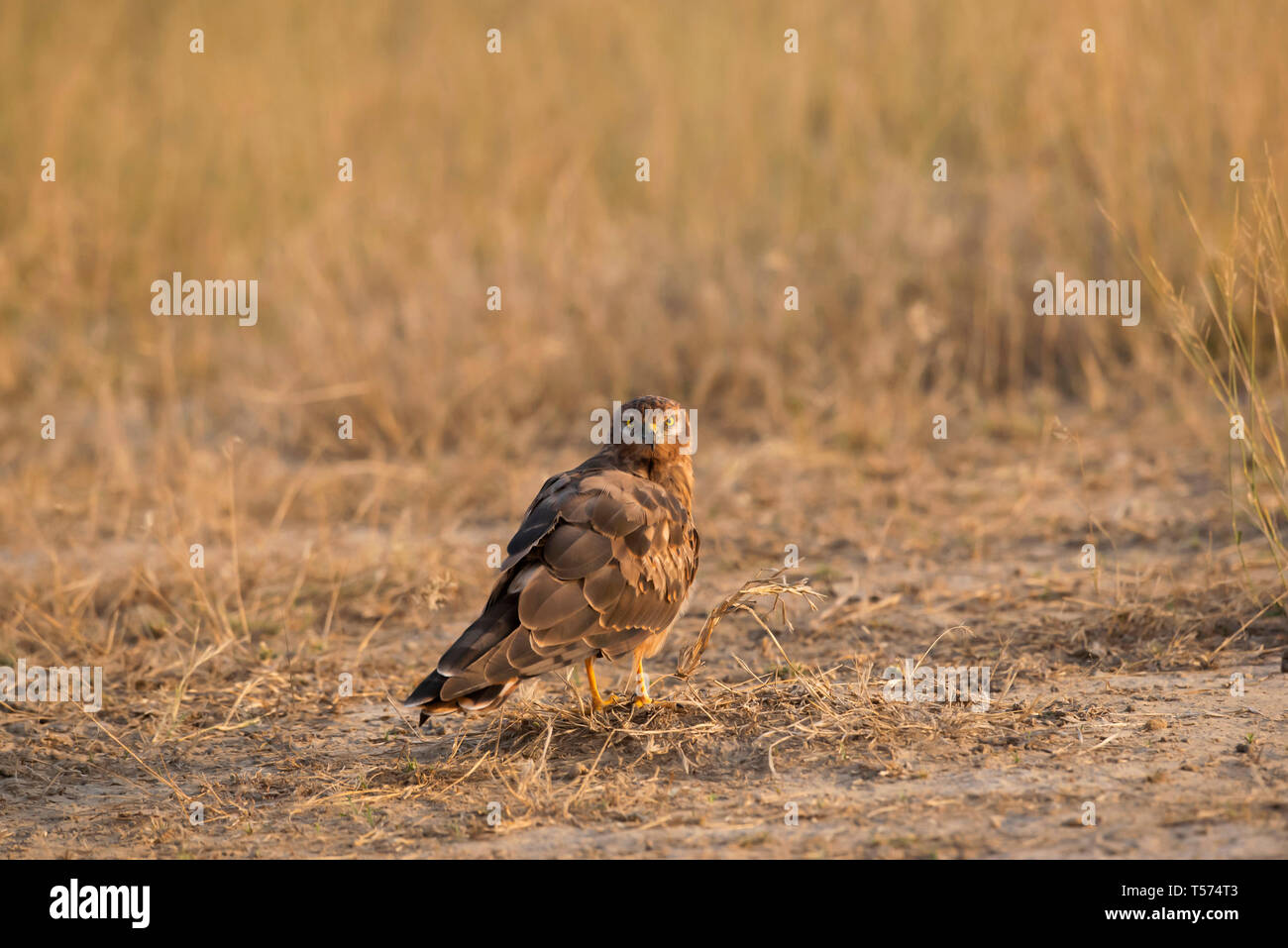 Montagu's Harrier, Circus pygargus, weiblich, Tal Chhapar Heiligtum, Rajasthan, Indien. Stockfoto