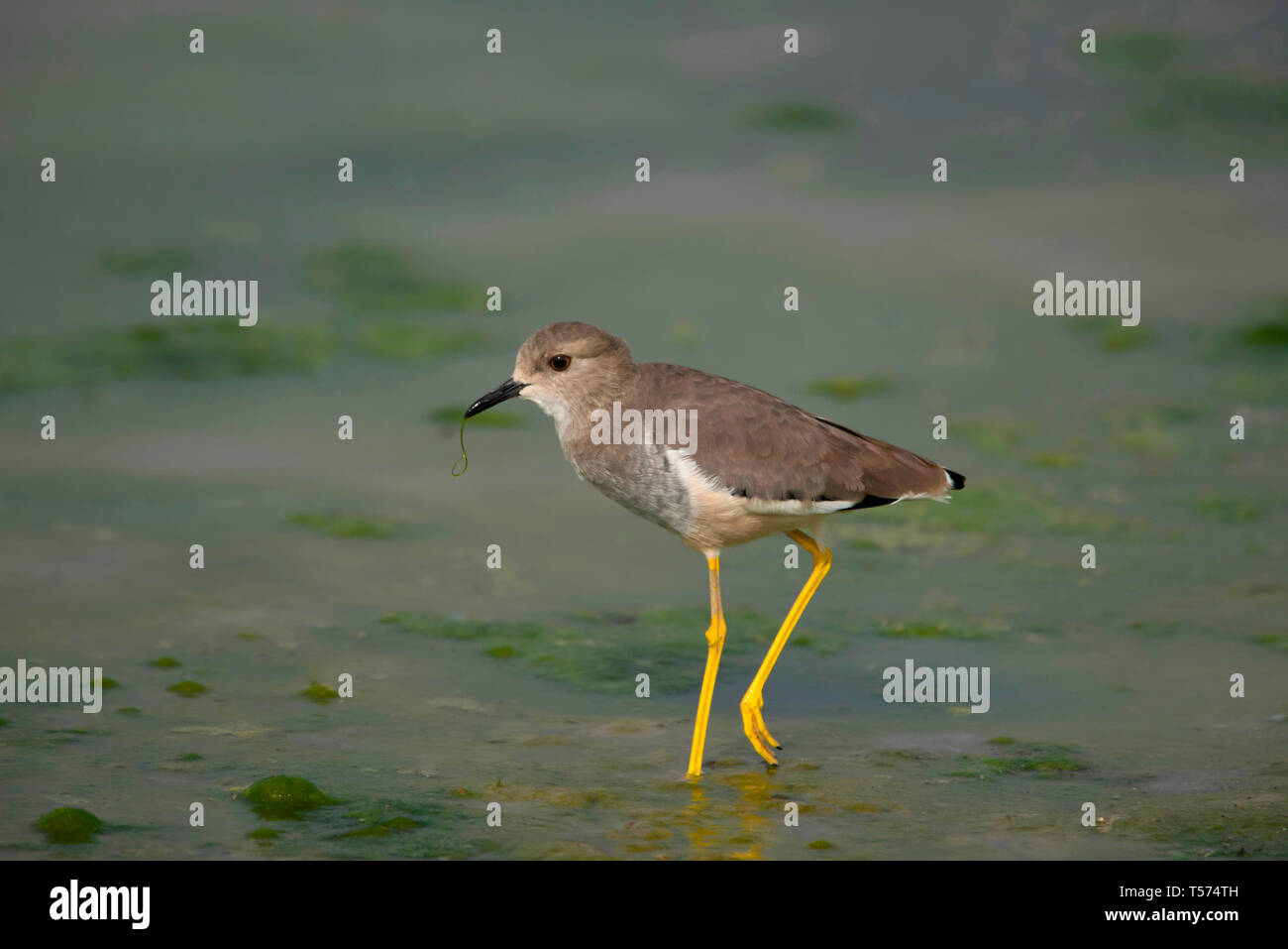 White tailed Kiebitz oder Seeadler plover, Vanellus leucurus, Tal Chhapar Heiligtum, Rajasthan, Indien. Stockfoto