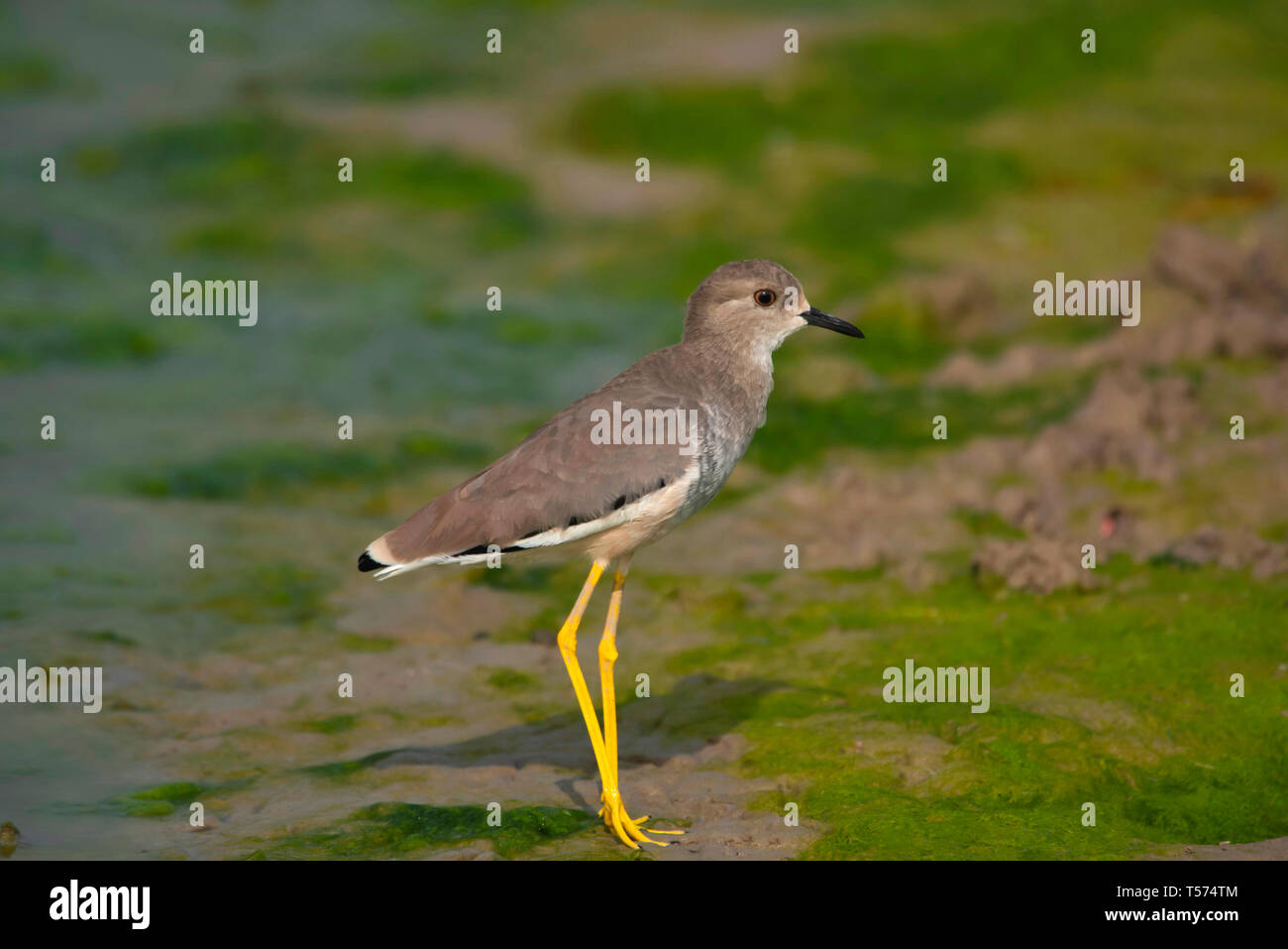 White tailed Kiebitz oder Seeadler plover, Vanellus leucurus, Tal Chhapar Heiligtum, Rajasthan, Indien. Stockfoto