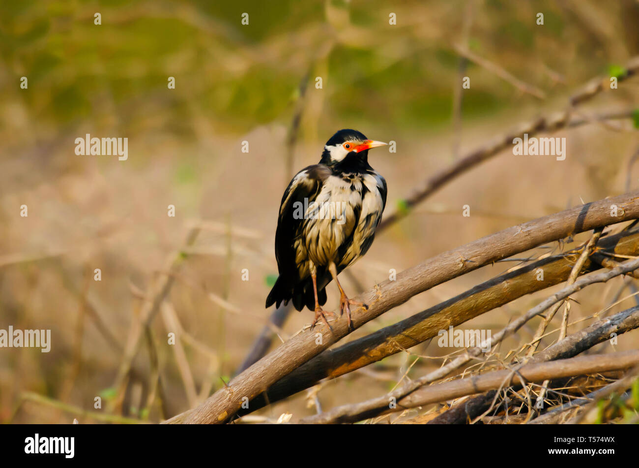 Pied Myna oder Asiatischen pied Starling, Gracupica contra, Keoladeo Nationalpark, Bharatpur, Indien. Stockfoto