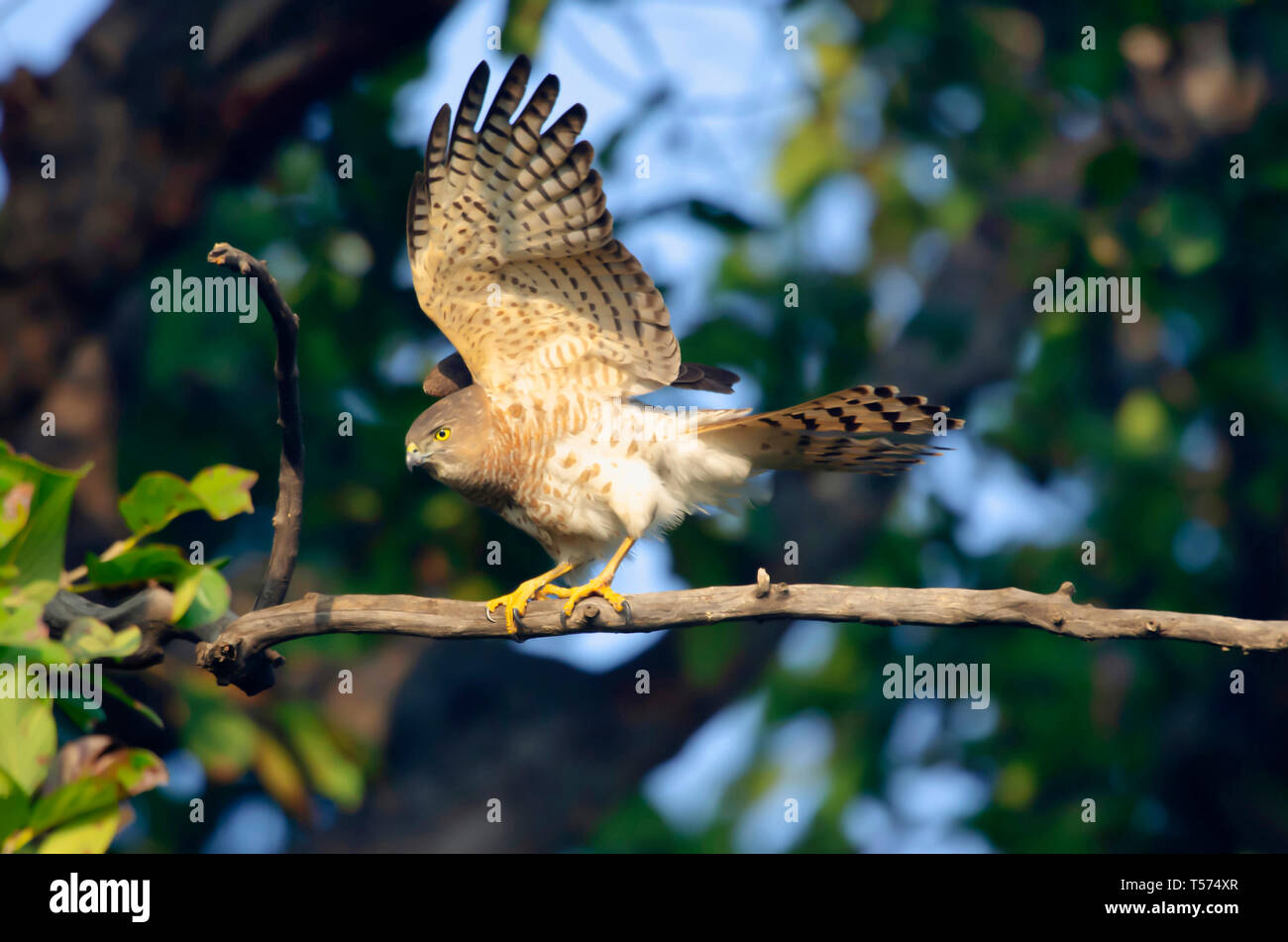 Shikra, Accipiter badius, Keoladeo Nationalpark, Bharatpur, Indien. Stockfoto