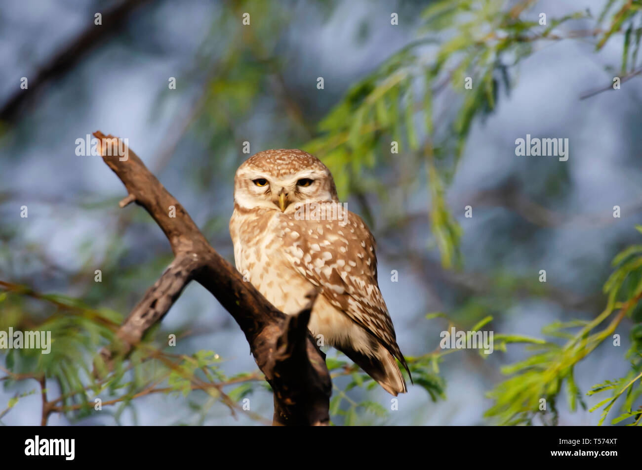 Gefleckte owlet, Athene Brama, Keoladeo Nationalpark, Bharatpur, Indien. Stockfoto