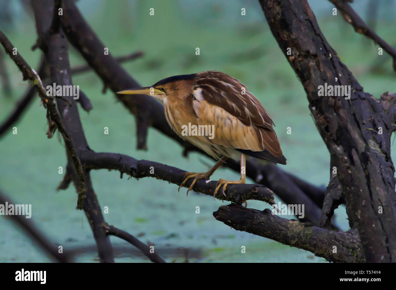 Gelbe Rohrdommel, Ixobrychus sinensis, Keoladeo Nationalpark, Bharatpur, Indien. Stockfoto