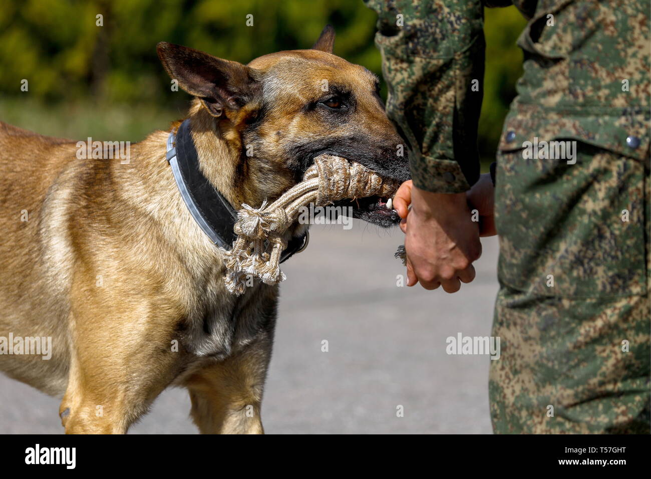 owalo design Hunde Aus Russland