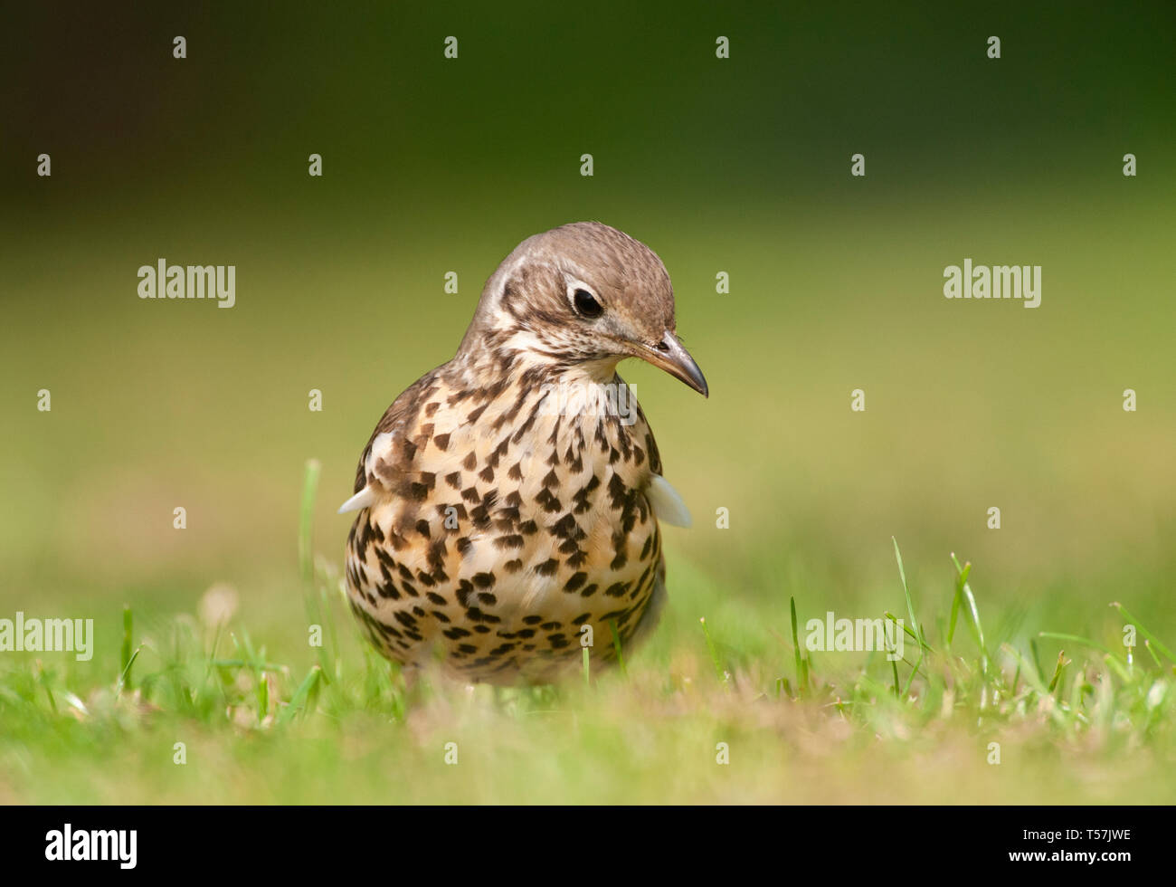 Mistle Thrush Turdus viscivorus, auf Gras, Queen's Park, London, Vereinigtes Königreich Stockfoto