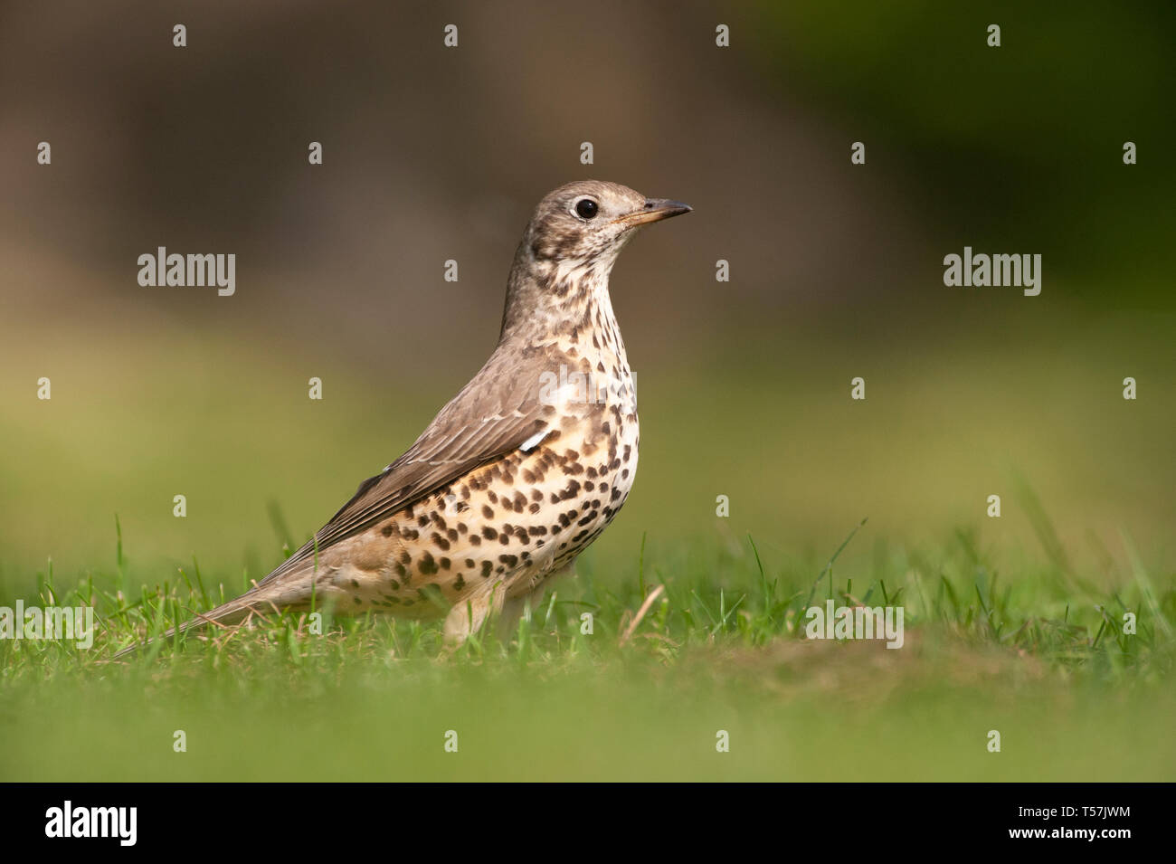 Mistle Thrush Turdus viscivorus, auf Gras, Queen's Park, London, Vereinigtes Königreich Stockfoto