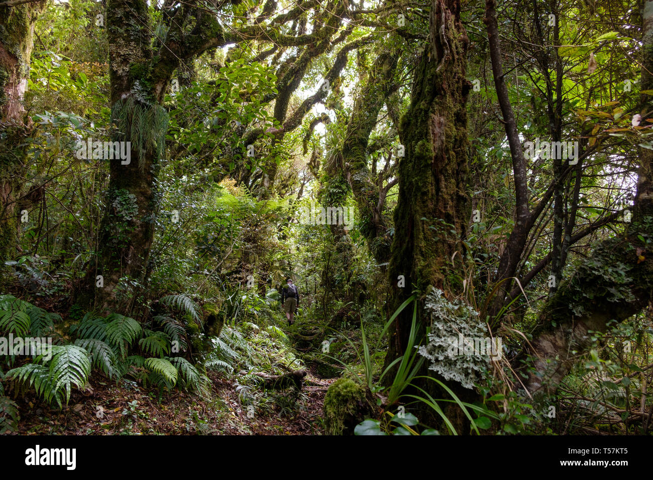 Urwald unter Mount Taranaki mit Epiphyten, Egmont National Park, in der Nähe von Stratford, Westküste von North Island, Neuseeland Stockfoto