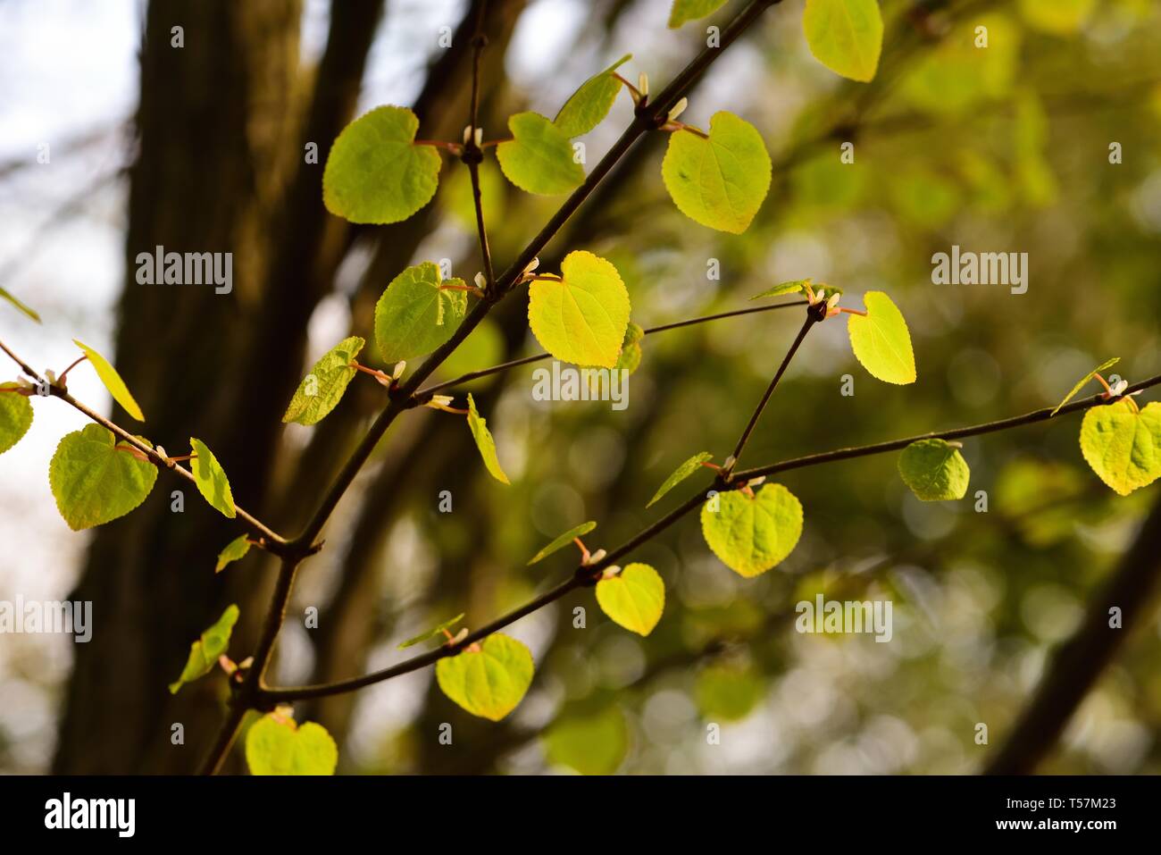 Zarte Blätter der Katsura tree. Stockfoto