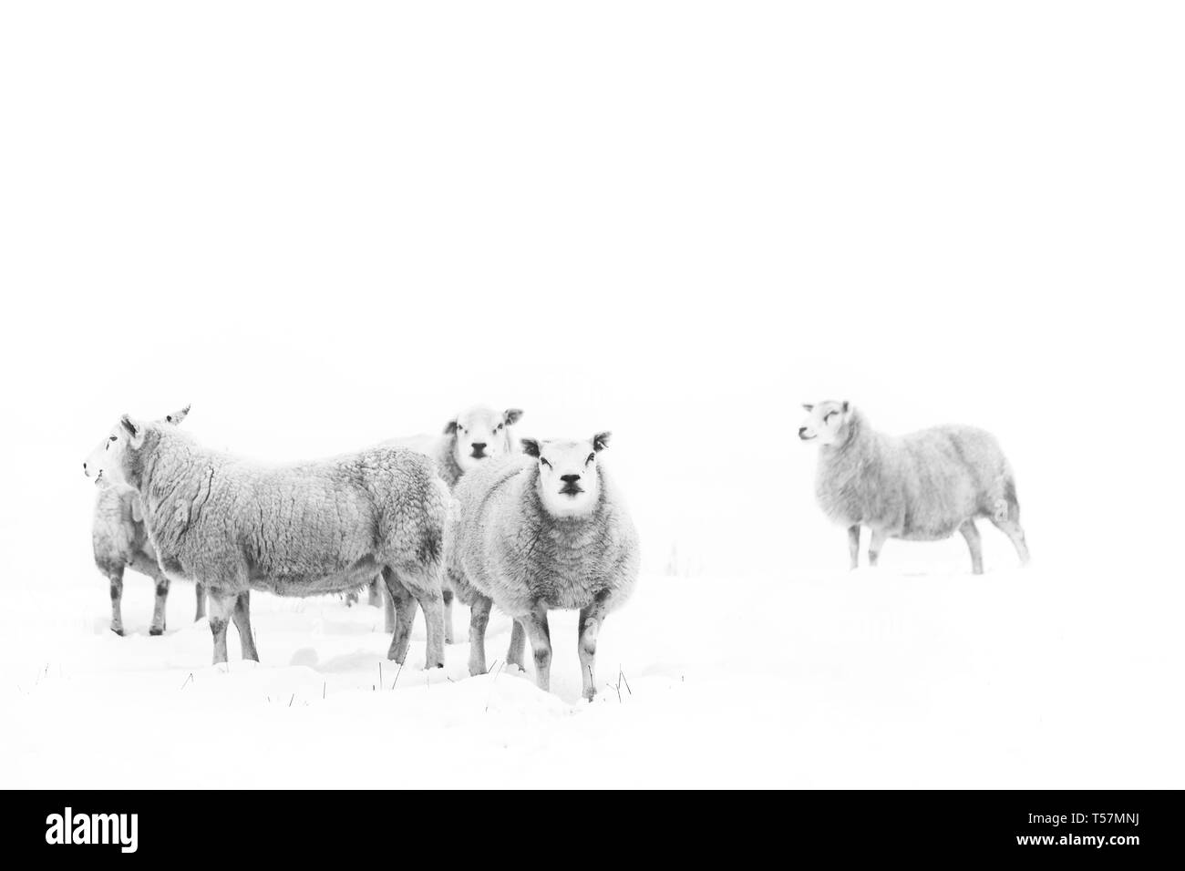 Schafe auf der North York Moors im Schnee. Stockfoto