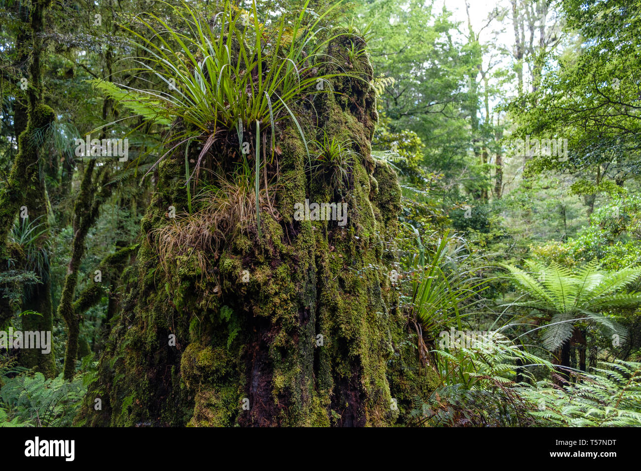 Epiphyten auf toten Baum auf Trail durch den Urwald mit Epiphyten zum Lake Waikareiti zu Te Urewera, Hawkes Bay Region, North Island, Neuseeland Stockfoto