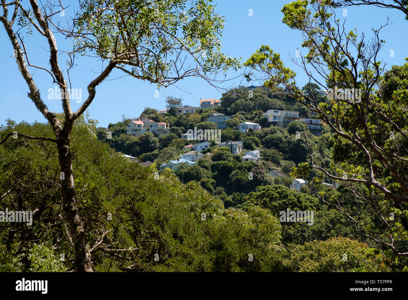 Wohnungen im Northland Bereich über Wellington, Nordinsel, Neuseeland Stockfoto