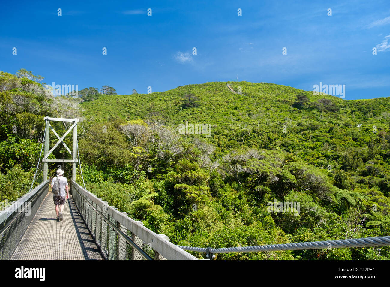 Schwingende Brücke und Predator Zaun in Zealandia, ein naturschutzprojekt und Attraktion ist der weltweit erste komplett eingezäunt Urban ecosanctuary, Welling Stockfoto
