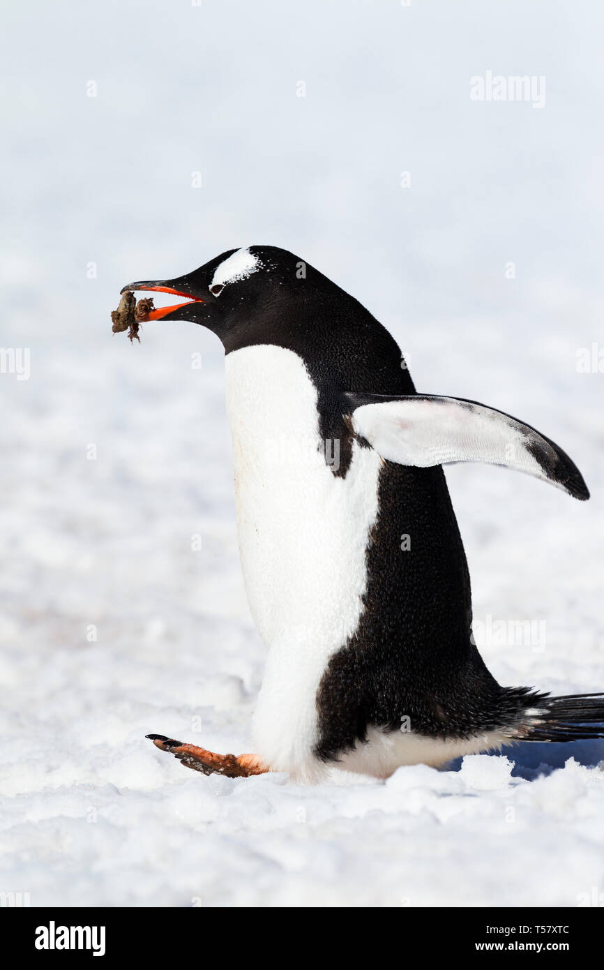 Ein Gentoo Pinguin mit einem Kiesel im Schnabel. Stockfoto