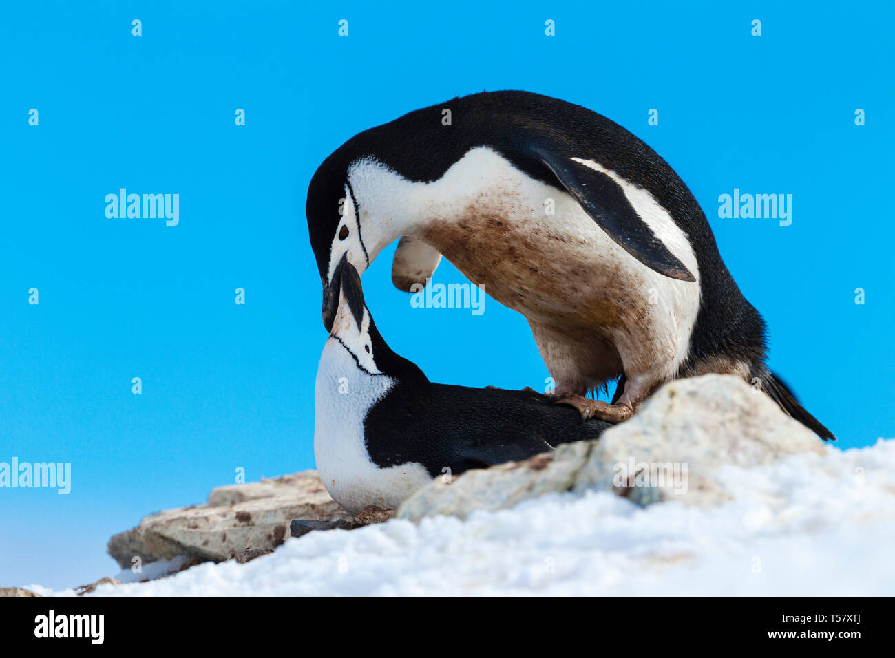 Eine passende Paar Kinnriemen Pinguine in der Antarktis. Stockfoto