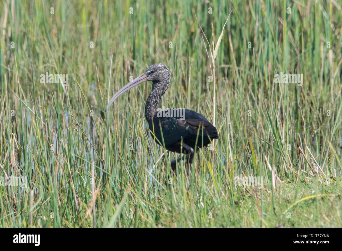 Marazion, Cornwall, UK. 20. April 2019. Eine glänzende Ibis ist der Besuch von Marazion in Cornwall im Moment. Die Vögel sind in der Regel in den wärmeren Teilen gefunden Stockfoto