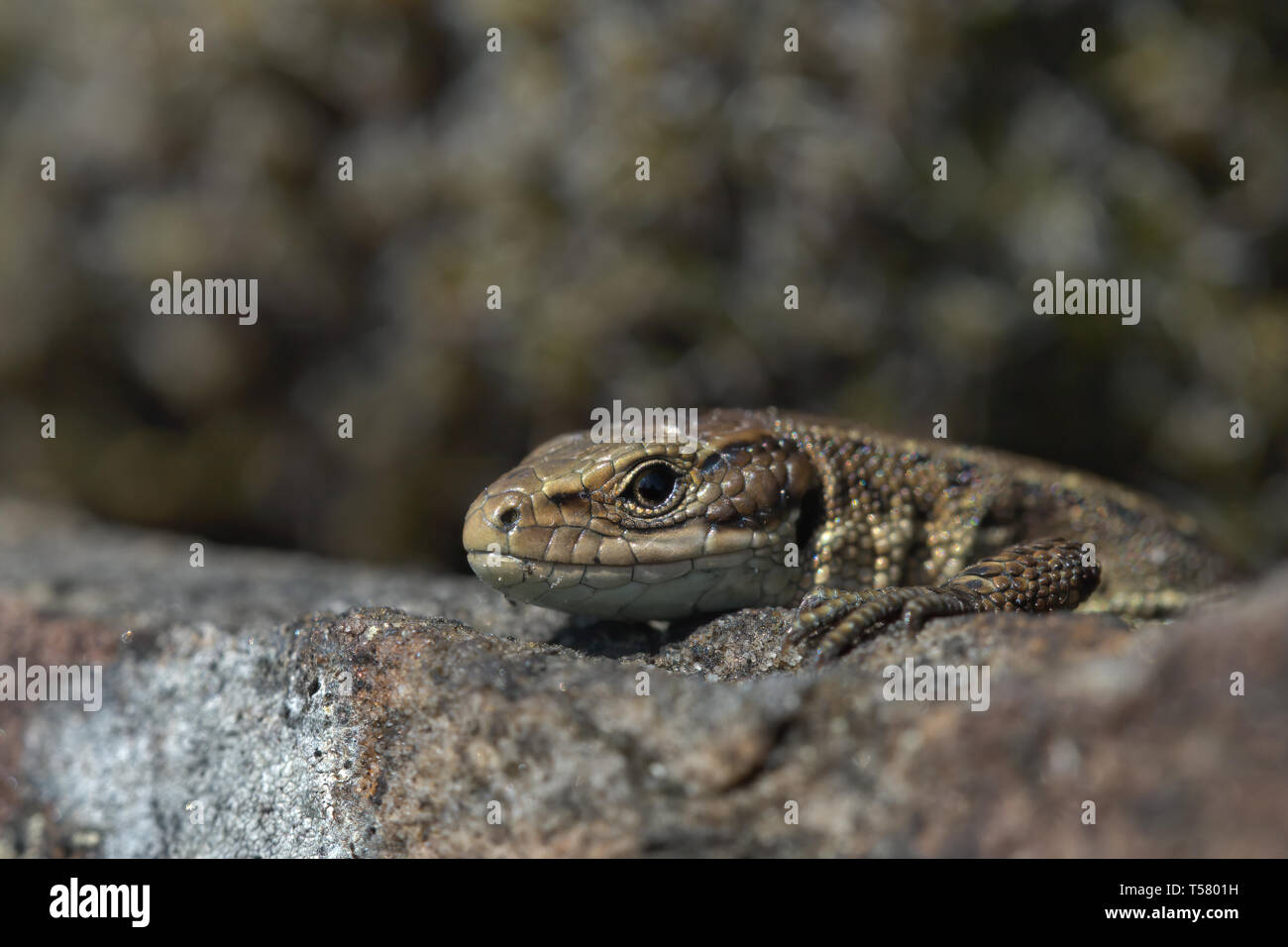 Gemeinsame Eidechse auf einem trockenmauern Wand Stockfoto