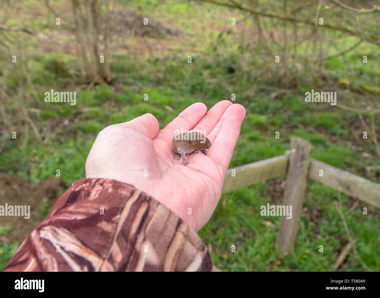 Imature Bank Vole (Myodes Glareolus) von einem Freiwilligen warden gehandhabt werden, auf einem Naturschutzgebiet im Herefordshire UK Landschaft. April 2019. Stockfoto