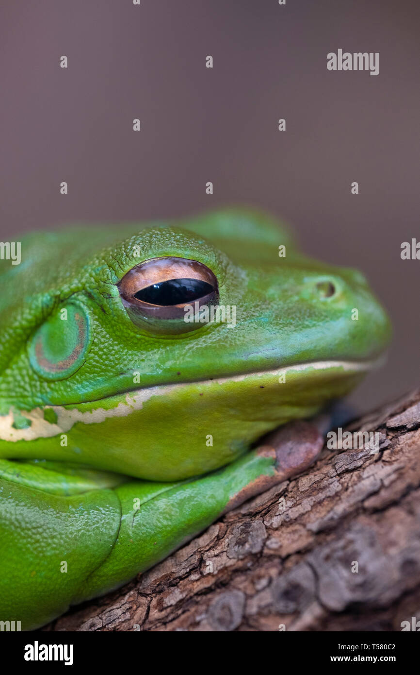 Schließen Sie herauf Bild des Kopfes eines australischen Green Tree Frog Stockfoto