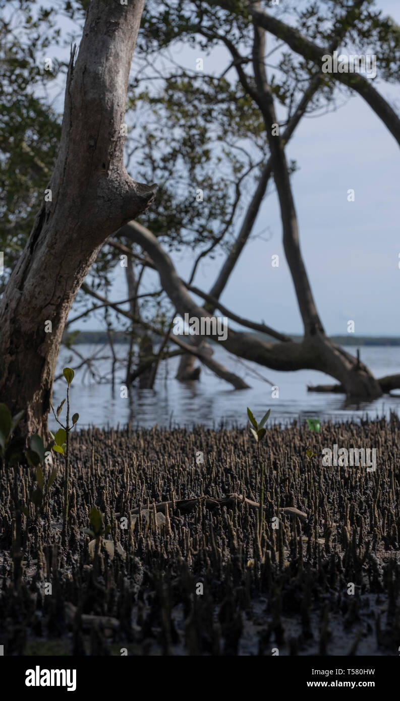 In der Nähe von Mangroven Stockfoto