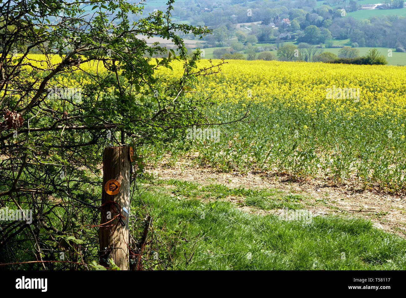 Rechts der Strecke - Kennzeichnung mit Raps Feld im Hintergrund. Feder, Kent Stockfoto