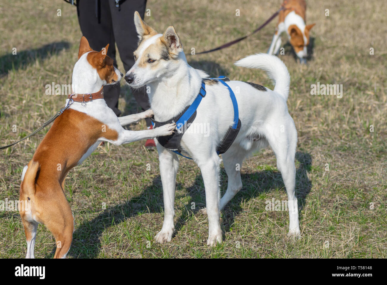 Junge basenji Hunde springen in der Nähe von Mischlingen grösseren Hund Stockfoto