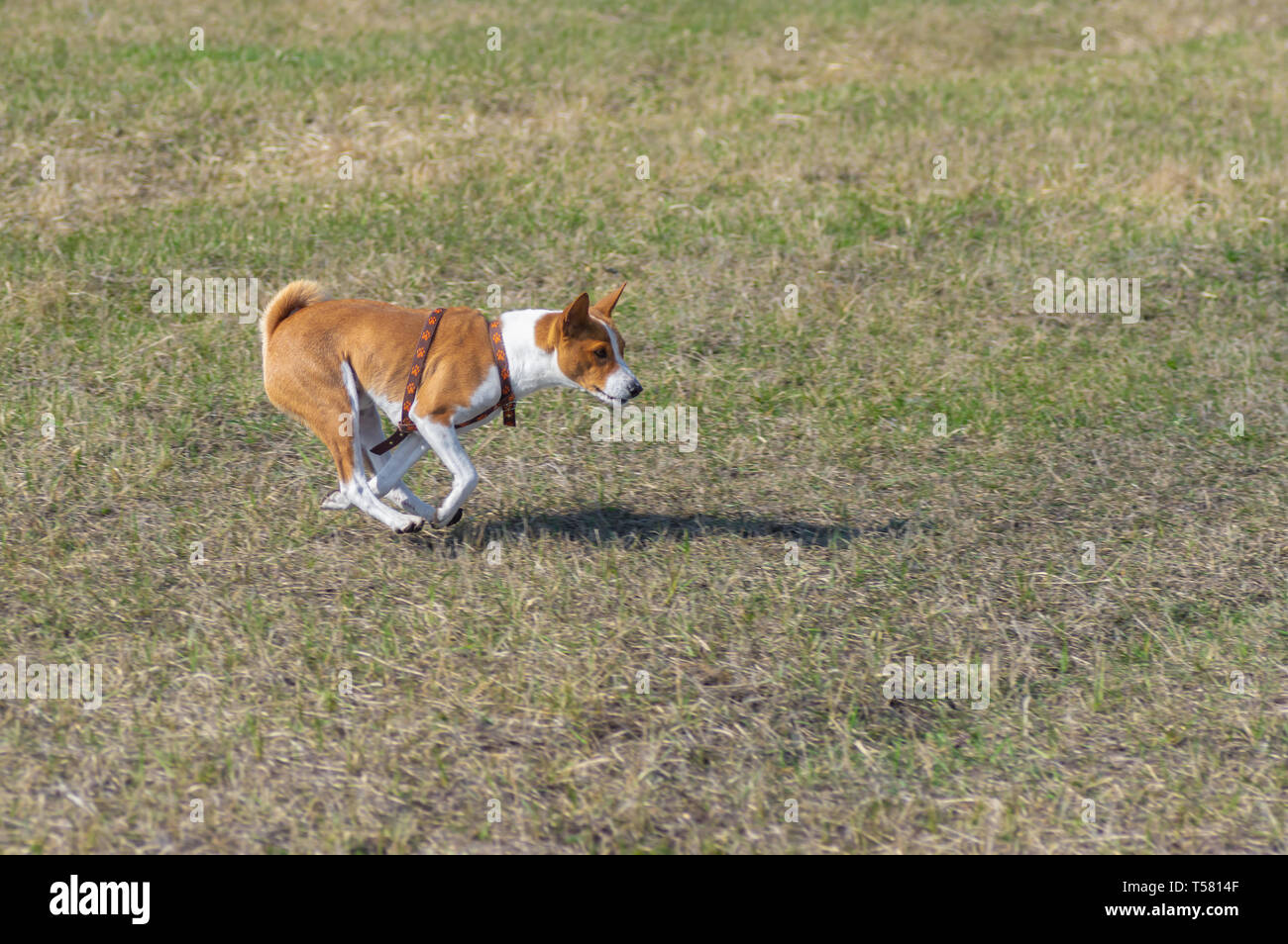 Basenji hund Galopp im Frühjahr Felder. Der Hund erholte sich nach der linken Hinterfüße Bruch Chirurgie. Stockfoto