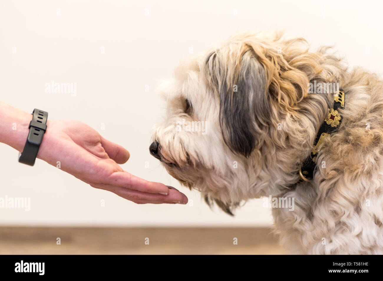 Nahaufnahme oben Hundepfoten und menschliche Hand - Freundschaft zwischen Jack Russell terrier Fuß und menschlich. niedliche Mischling Hund Stockfoto