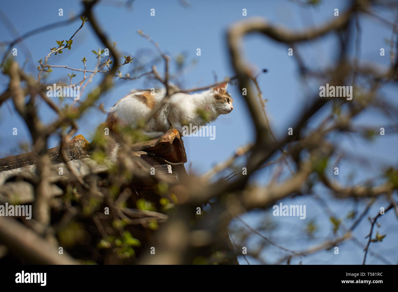 Norwegische Waldkatze kletterte bis auf dem Dach Stockfoto