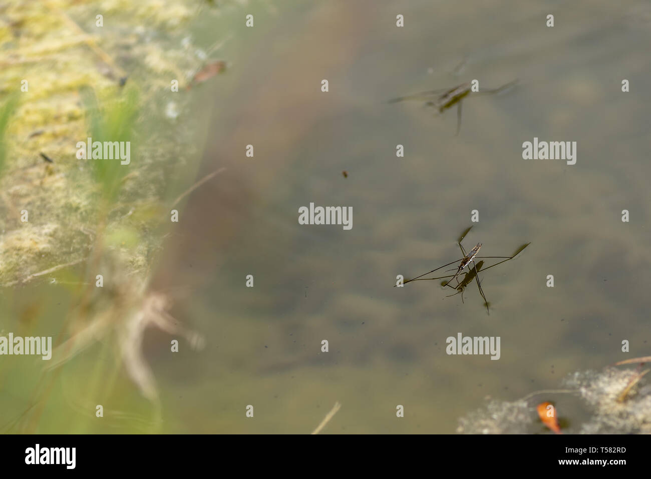 Gemeinsame Teich Skater auf der Wasseroberfläche (gerris Lacustris). Es ist von der Kraft des Wassers Spannung statt. Gerridae Stockfoto