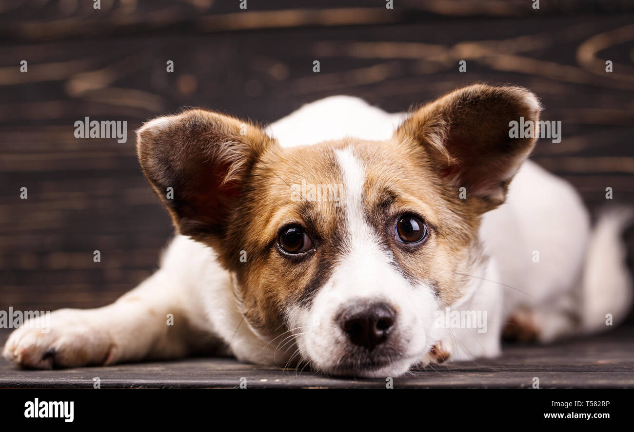 Ein Hund mit runden earslying und in die Kamera schaut. Plakat für pet Stores. Foto auf dem Kalender. Hund auf einem dunklen Hintergrund. Close-up Stockfoto