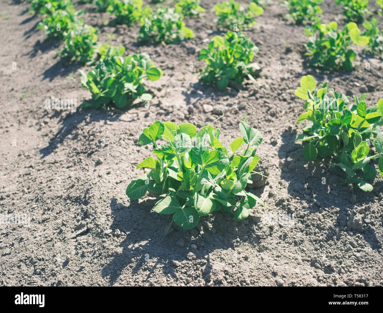 Junge Grüne Erbsen auf Garden Bed Closeup Stockfoto