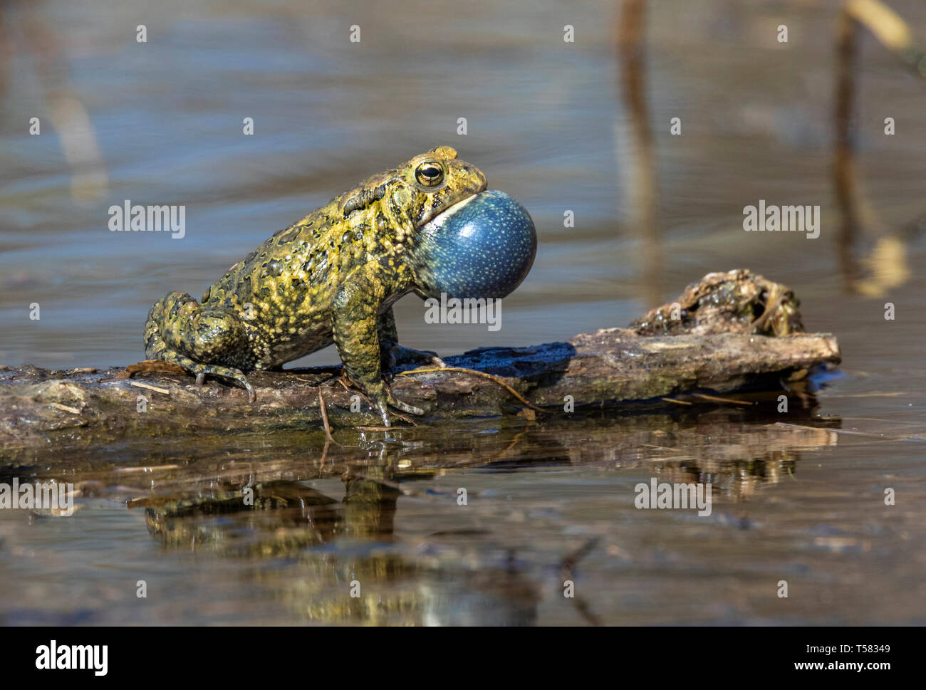 American Toad (Anaxyrus americanus) männliche Berufung während der Paarung im Frühjahr, Iowa, USA. Stockfoto