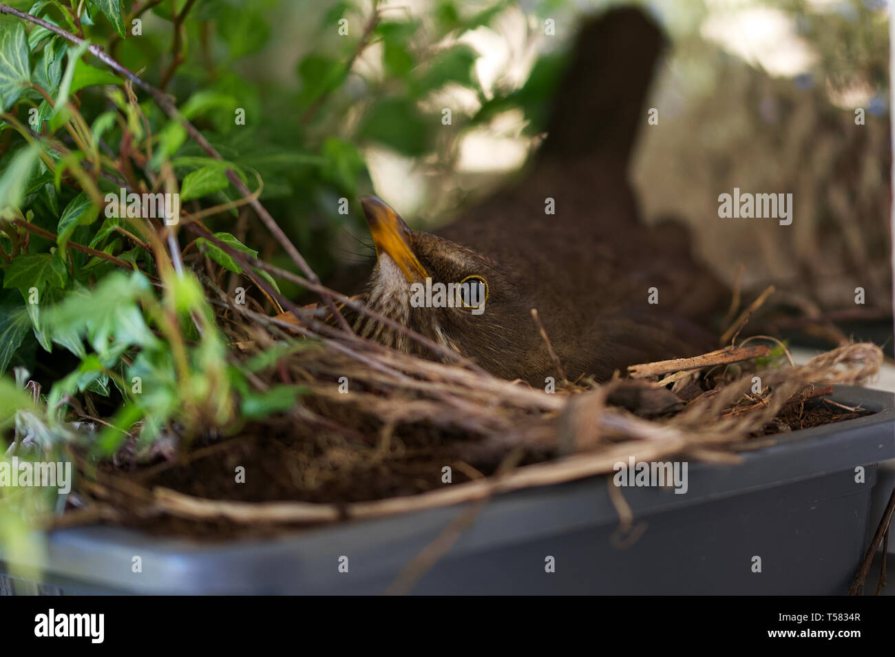 In seinem Nest brüten Eier in einem Blumentopf Blackbird Stockfoto