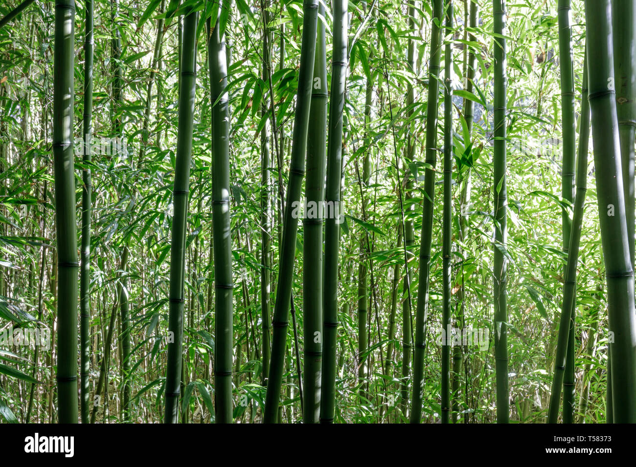Bambus Bäume in Japanischen Tee Garten. Stockfoto