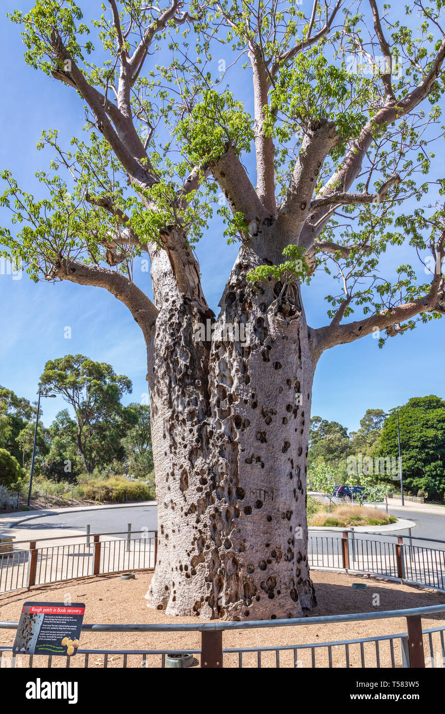 Boab Tree in Perth's King Park (Botanischer Garten) Stockfoto