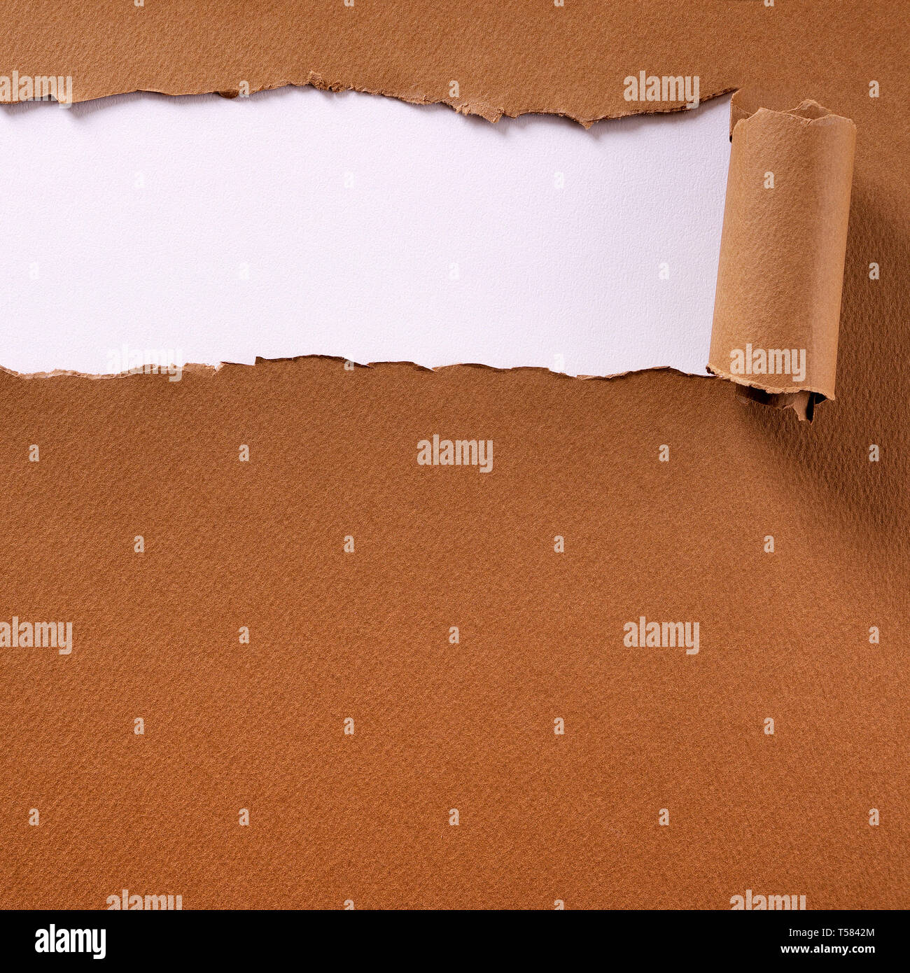 Zerrissen braunes Papier lange gerollter Rand Schneidwerkrahmen, weißer Hintergrund Stockfoto