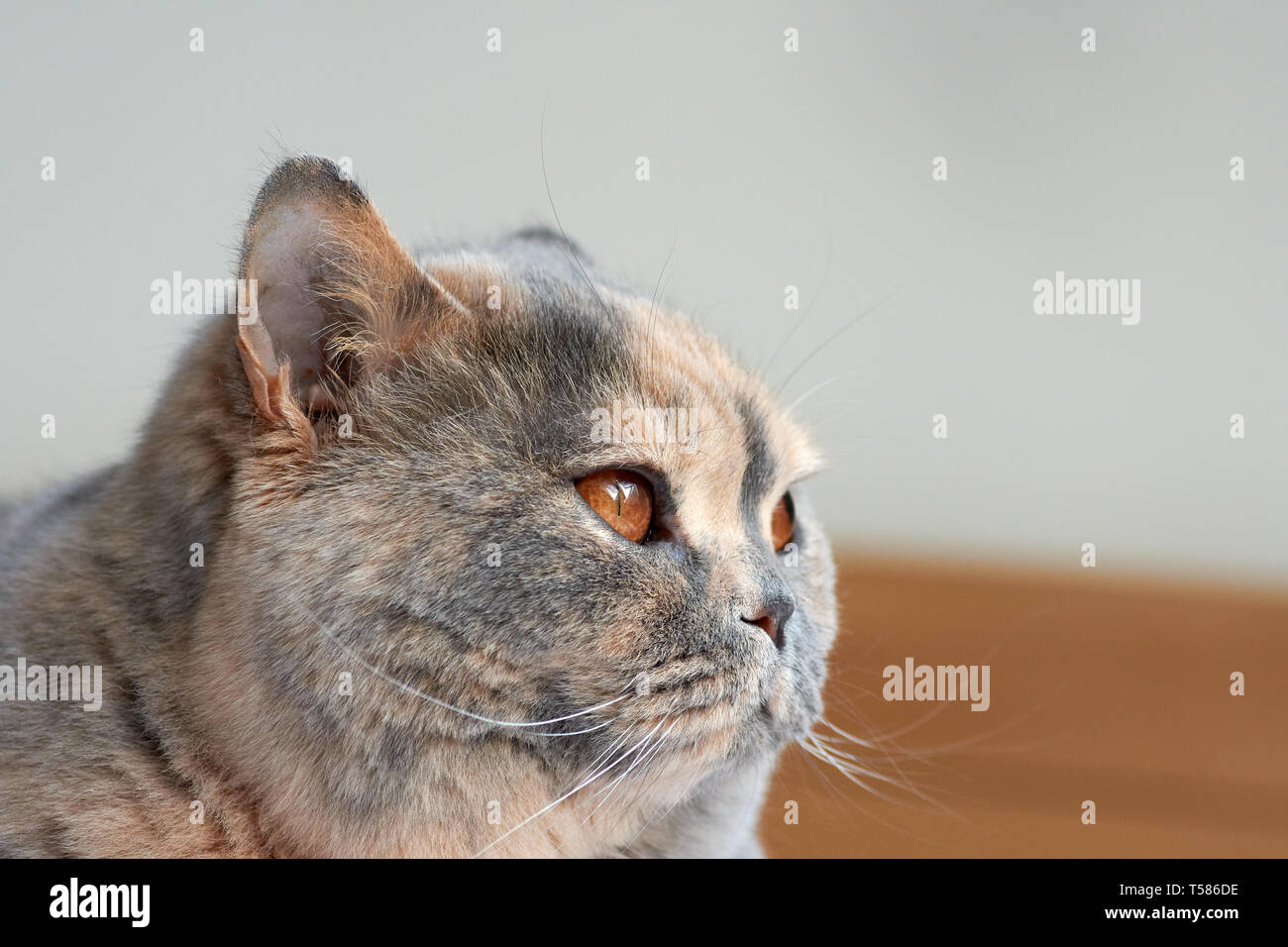 Blick auf den Kopf einer Britisch Kurzhaar Katze mit Kupfer Augen im Innenraum. Stockfoto