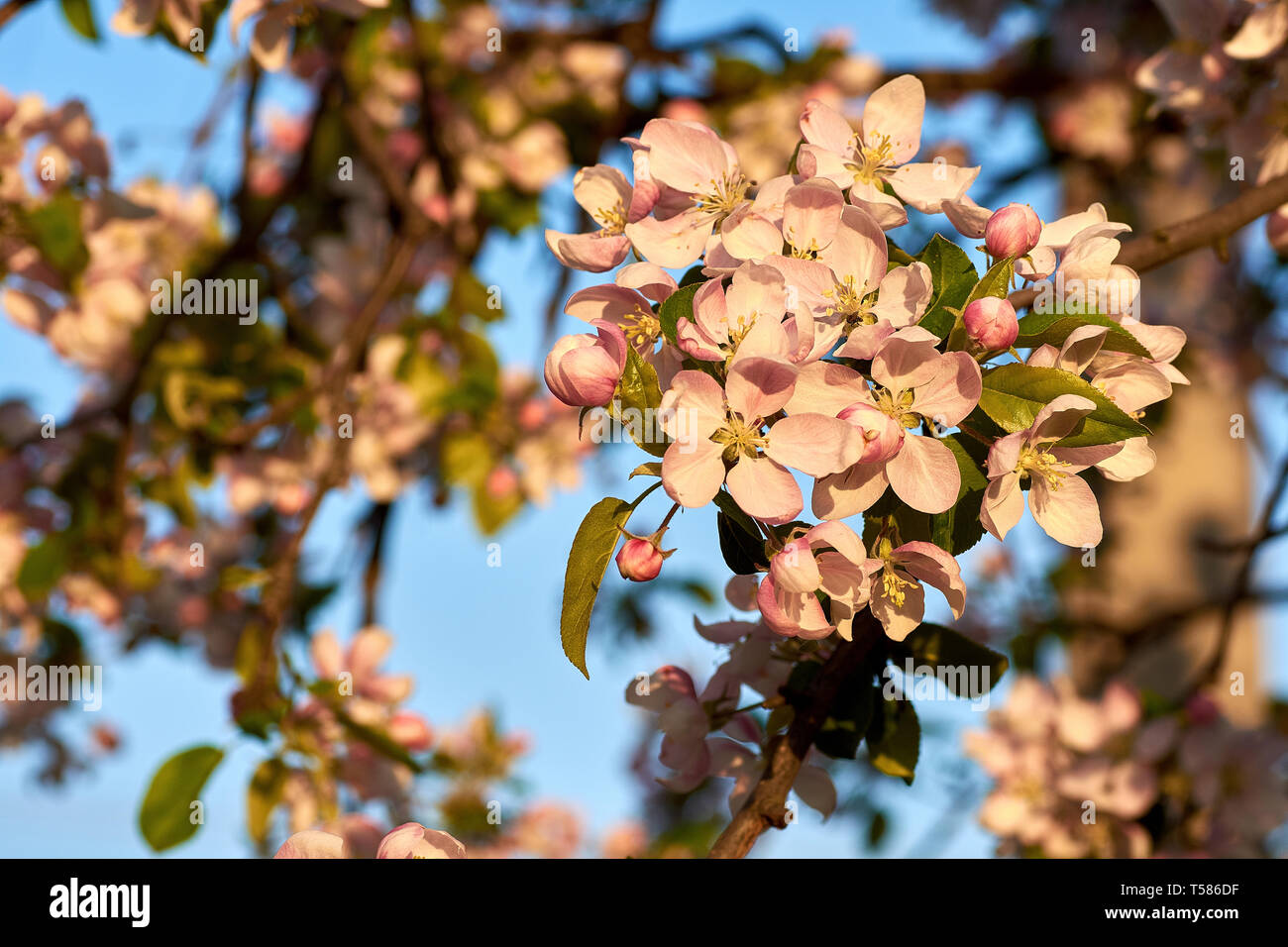 Nahaufnahme von Pink apple tree Blumen. Blauer Himmel und Ast auf verschwommenen Hintergrund. Sonnige Frühling Abend. Stockfoto