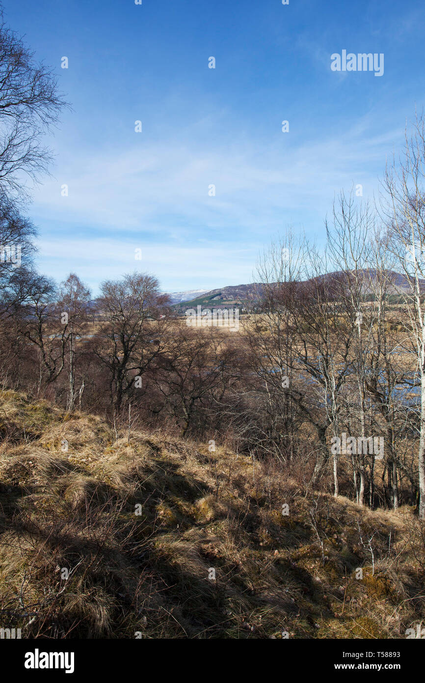 Insh Sümpfe RSPB Reservat und Espe Populus tremula Strathspey Highland Region Schottland März 2017 Stockfoto