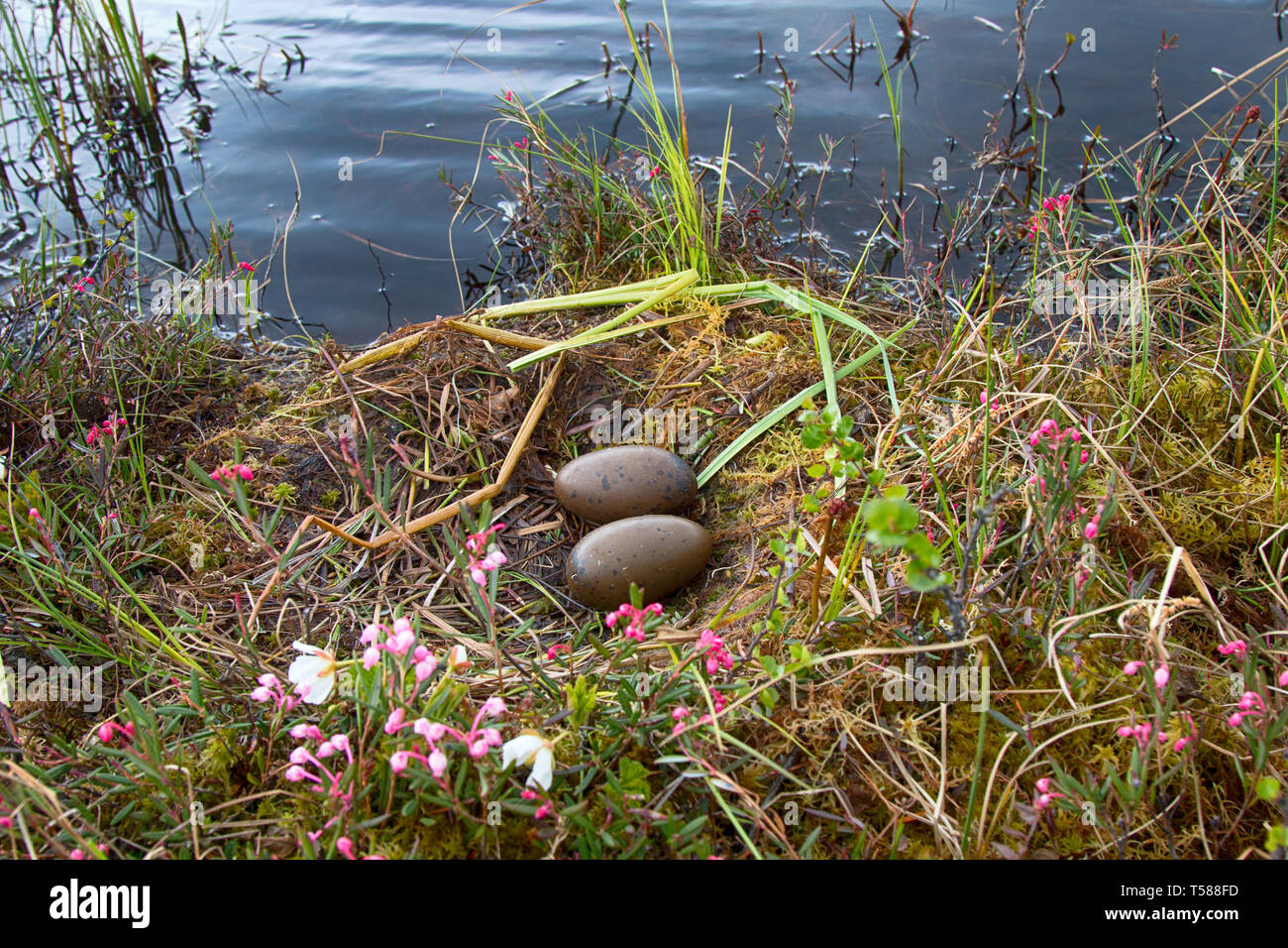 Vögel Nester guide. Nest von Red-throated Eistaucher (Gavia stellata) auf sumpfigen See. Bei Water's Edge Nest, umgeben von blühenden Moltebeeren (Rubus chamaemo Stockfoto