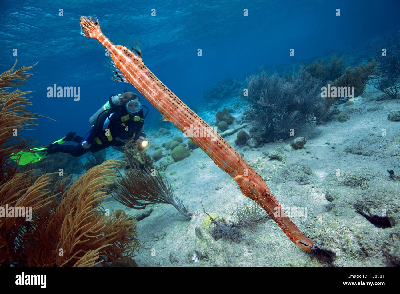 West Atlantik trompetenfisch oder Trompetenfisch (Aulostomus Maculatus) und Scuba Diver, Bonaire, Niederländische Antillen, Karibik Stockfoto