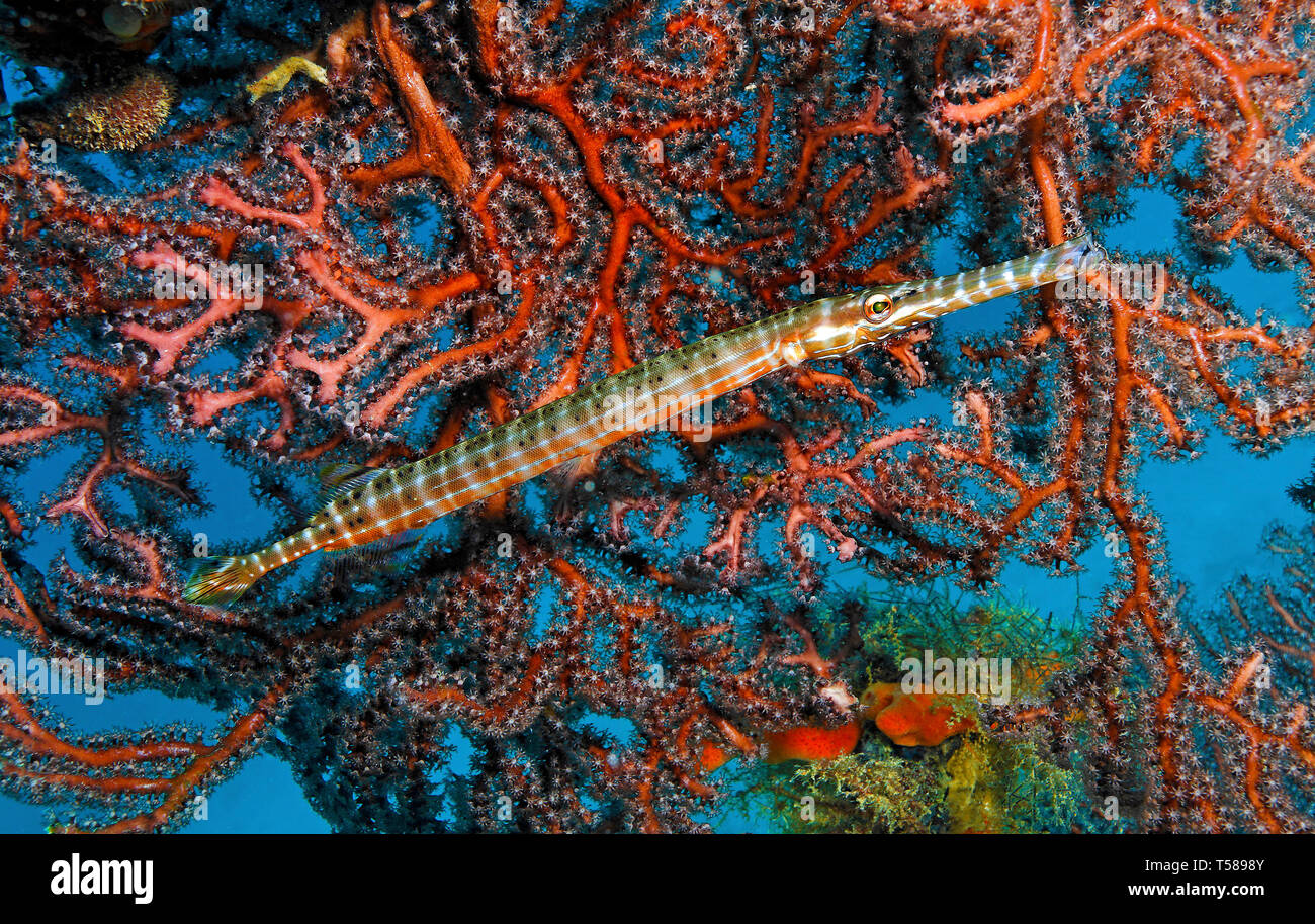 West Atlantik trompetenfisch oder Trompetenfisch (Aulostomus maculatus), an einem roten Gorgonien (gorgonacea), Insel Grenada, Karibik Stockfoto
